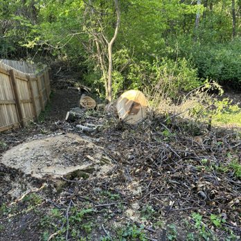 Midwest Tree Surgeons - Tree that was cut down - Tree Services Near Me - Saint Louis, Missouri