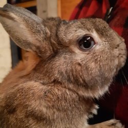 International pet travel to France - Pet Transport Pro.