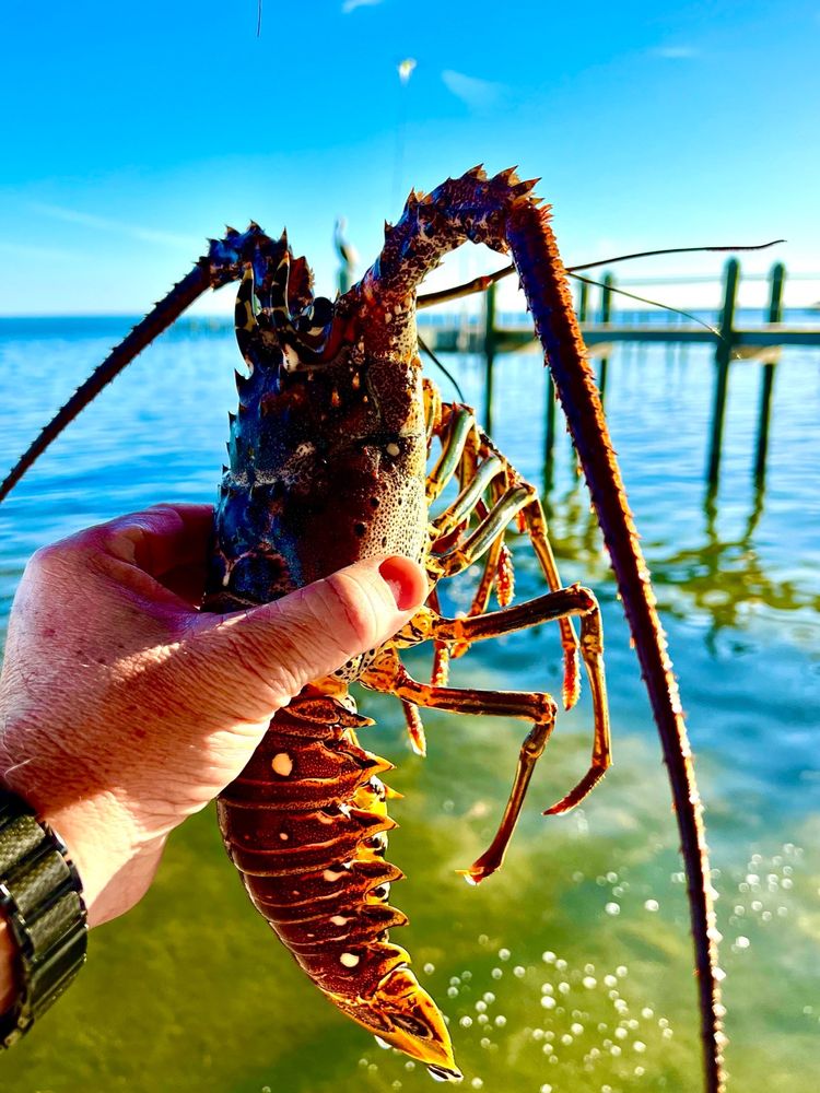 LOBSTER WALK Updated October 2025 32 Photos 14 Reviews 74580