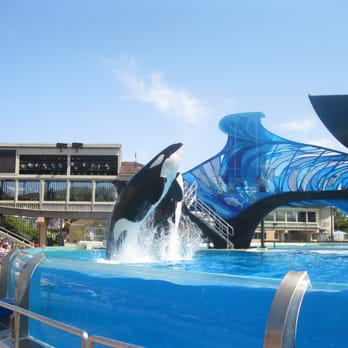 Shamu Show: Believe - Arts & Entertainment Near Me - San Diego, California Shamu Show: Believe - Arts & Entertainment Near Me - San Diego, California