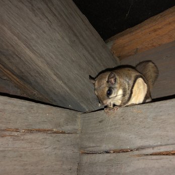 Hickory Knob - A flying squirrel - Golf Near Me - Mc Cormick, South Carolina Hickory Knob - A flying squirrel - Golf Near Me - Mc Cormick, South Carolina
