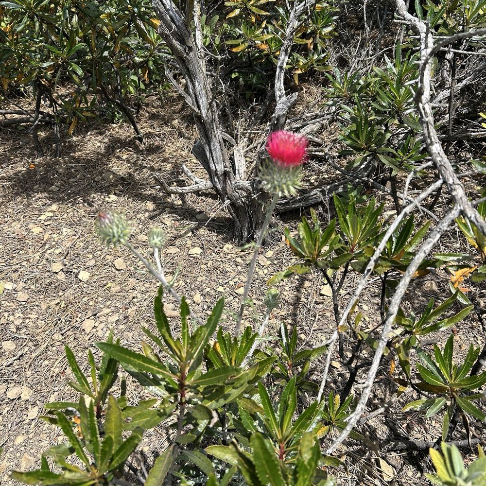 Mount Umunhum - Hiking Near Me