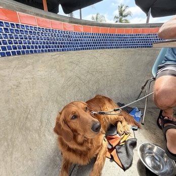 Chick & Hawk - Pete the Golden Boy chillin on the skate-bowl patio - Cocktail Bars Near Me - Encinitas, California