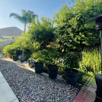 HP Tree Service - Before trim - Tree Services Near Me - Temecula, California HP Tree Service - Before trim - Tree Services Near Me - Temecula, California