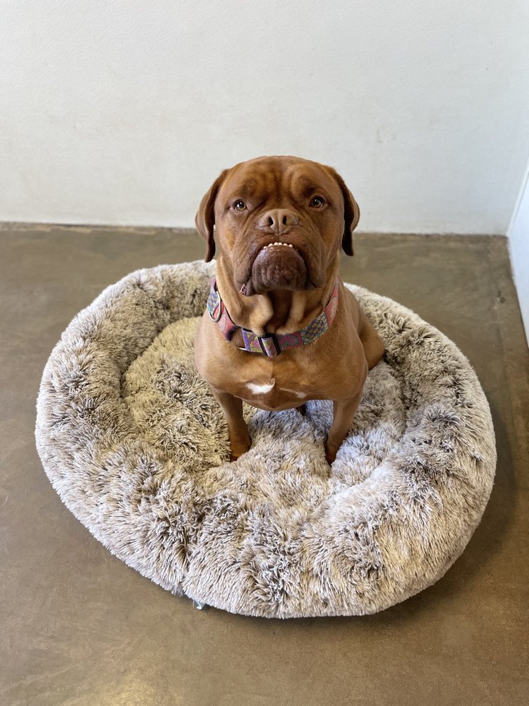 CHURCHLAND K9 Updated October 2024 69 Photos & 18 Reviews 6029