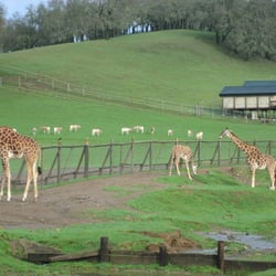 Safari West
