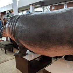 Universal Trading Co - Hippo