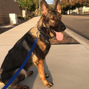 Coastal German Shepherd Rescue - Smartest, most obedient boy. - Animal Shelters Near Me - Lake Forest, California Coastal German Shepherd Rescue - Smartest, most obedient boy. - Animal Shelters Near Me - Lake Forest, California