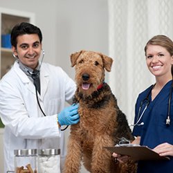 Battle Animal Care Clinic