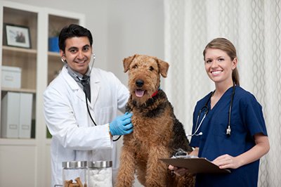 Battle Animal Care Clinic - pet boarding facility in Hopkins, SC
