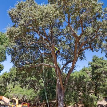Luis’s Tree Care - Better them than me! - Tree Services Near Me - Atascadero, California Luis’s Tree Care - Better them than me! - Tree Services Near Me - Atascadero, California