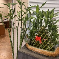 Greenfield Massage & Facial Spa - Good fortune bamboo