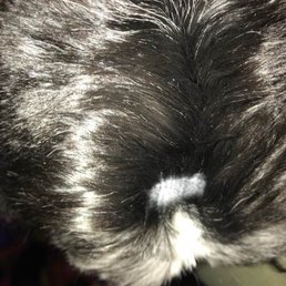 BALD spot on my dogs head! :( BALD spot on my dogs head! :(