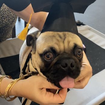 Kindred Spirits Canine Education Center - Pet Training Near Me - Vista, California