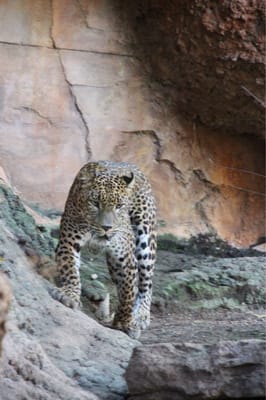 Bioparc Fuengirola by null