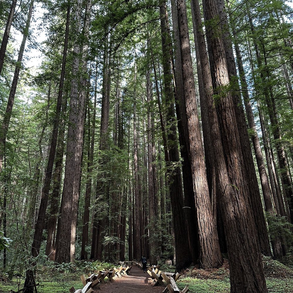 Best Bay Area Tours - Forest - Wine Tours Near Me - San Francisco, California