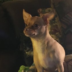 Chihuahua Rescue Indiana - Fawn