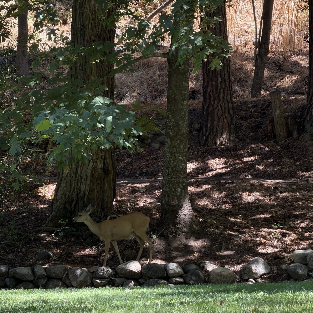 Lithia Park - Parks Near Me - Ashland, Oregon Lithia Park - Parks Near Me - Ashland, Oregon