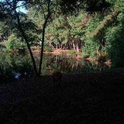 City of Goose Creek - One of the many pretty ponds you can find.