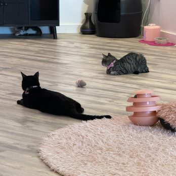 Cat Cafe Maui - Kitties! - Pet Adoption Near Me - Kahului, Hawaii Cat Cafe Maui - Kitties! - Pet Adoption Near Me - Kahului, Hawaii