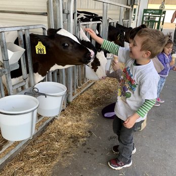 Pine View Dairy - Cute calves - Ice Cream & Frozen Yogurt Near Me - Lancaster, Pennsylvania
