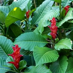 Jesse Durko's Nursery - Jesse Durko's Nursery