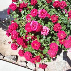 Integrity Treatment Solutions
