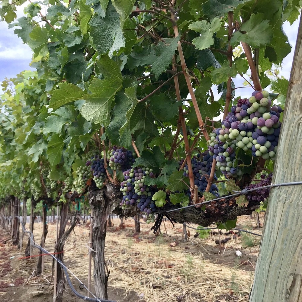 Col Solare - Wineries Near Me - Benton City, Washington Col Solare - Wineries Near Me - Benton City, Washington