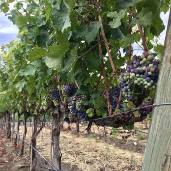 Col Solare - Wineries Near Me - Benton City, Washington