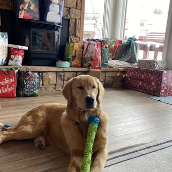 Shadalane Golden Retrievers - Chappy on Christmas Morning Thank you Shadalane! - Pet Training Near Me - Vista, California Shadalane Golden Retrievers - Chappy on Christmas Morning Thank you Shadalane! - Pet Training Near Me - Vista, California
