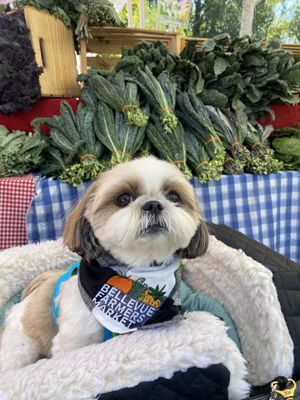 Bellevue Farmers Market by null