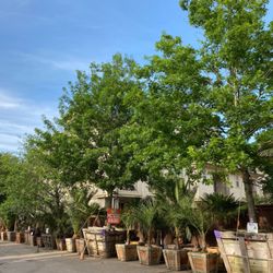Moon Valley Nurseries