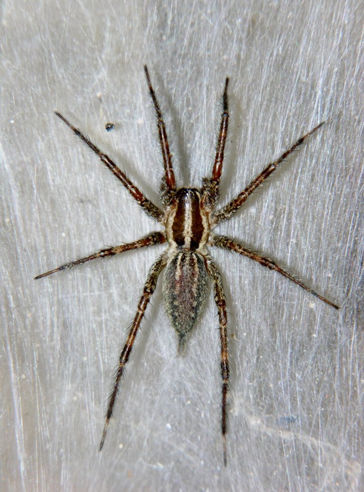 ALLPRO PEST CONTROL Updated October 2024 19 Reviews Seattle