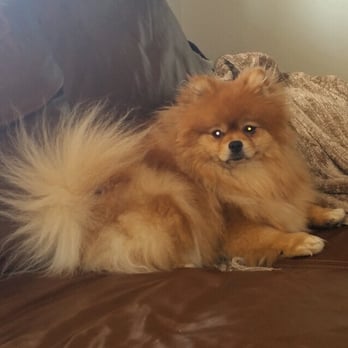 Mathews Bitsy Poms - Pet Breeders Near Me