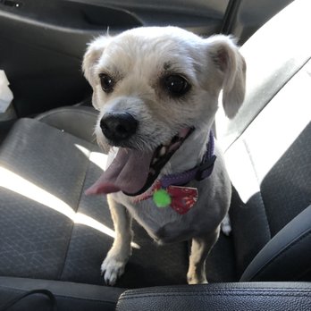 Urban Mutts - Pet Groomers Near Me - North Las Vegas, Nevada Urban Mutts - Pet Groomers Near Me - North Las Vegas, Nevada