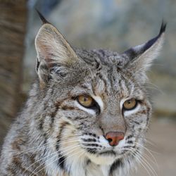 The Folsom City Zoo Sanctuary - Barry the Bobcat