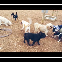 Piedmont Dog Park - All the pups at the "small dog park" @ Piedmont Dog Park are sweeties! :)