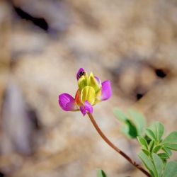Swinging Bridge Trail - Found a tiny little jumping spider on a beautiful Harlequin lupine along the trail! (June 2025)