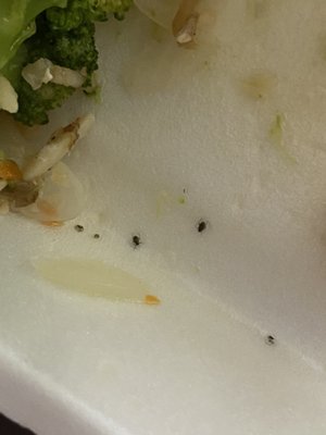 New China Pearl by null