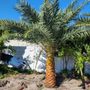 Photo of Arturo Landscaping