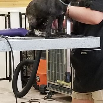 Ami Pet Grooming - Pet Groomers Near Me - La Mirada, California Ami Pet Grooming - Pet Groomers Near Me - La Mirada, California