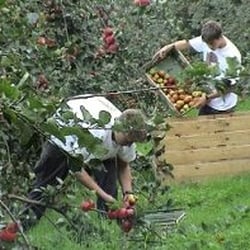 Cornish Cyder Farm