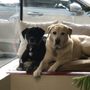 Photo of Red Dog Grooming