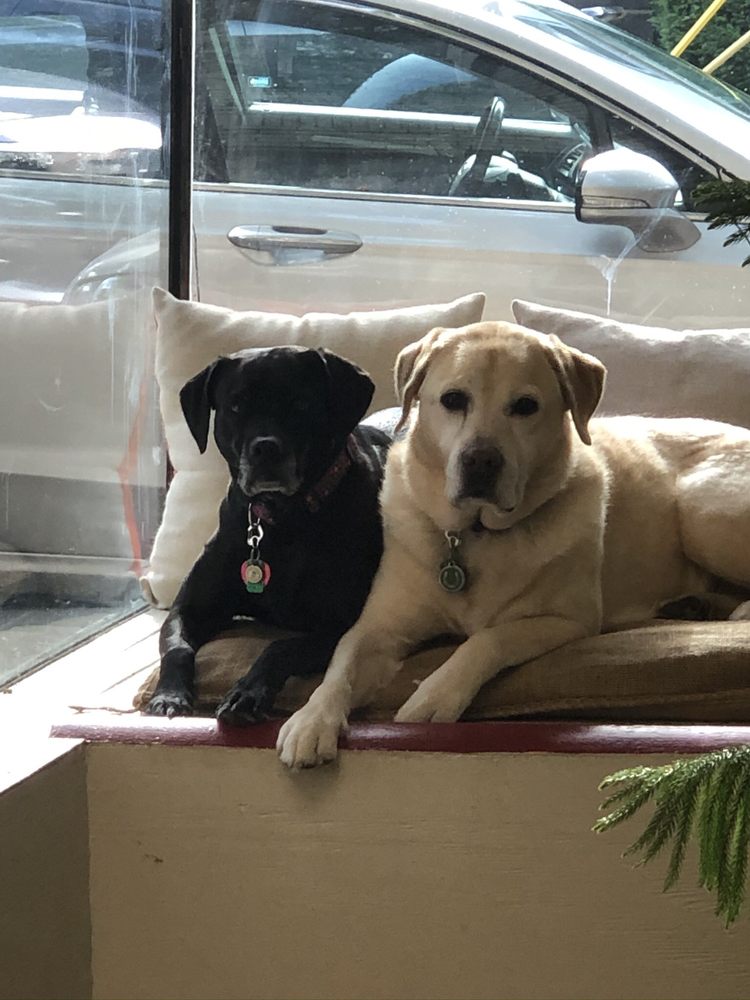 RED DOG GROOMING Updated October 2024 704 S Trenton Ave, Pittsburgh