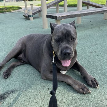 Cali K9 - Chilling after class - Pet Training Near Me - San Jose, California