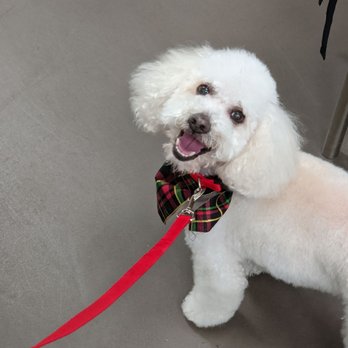 Happy Dog Spaw - My dog Peachy came out looking amazing smelling so good and happy! - Pet Groomers Near Me - Bonita, California