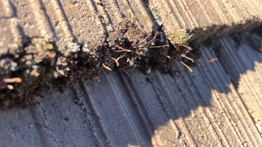 Slide of Hire Mikey's