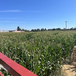 Corn Maize