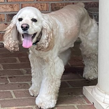 Walkertown Veterinary Hospital - Charlie says thanks Dr. Hericks - Veterinarians Near Me - Walkertown, North Carolina Walkertown Veterinary Hospital - Charlie says thanks Dr. Hericks - Veterinarians Near Me - Walkertown, North Carolina