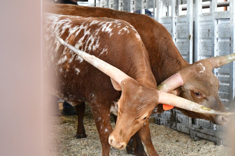 Blue Grass Stockyards